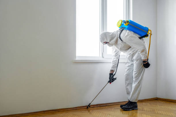 Best Termite Control Services  in Rome, IL