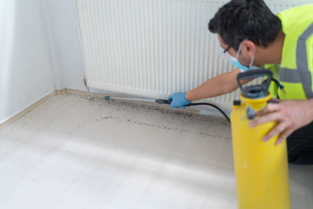 Best Pest Removal Services  in Rome, IL