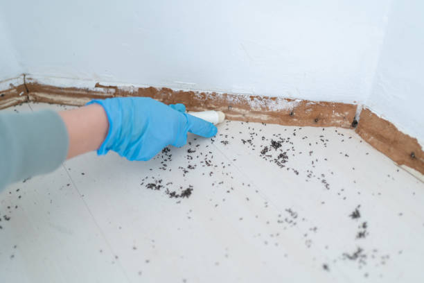 Best Local Pest Control Services  in Rome, IL